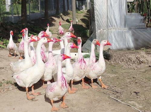 网红大鹅吃瓜视频,搞笑瞬间引网友热议